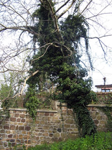 Das Bild zeigt den Baum am Servatiushaus