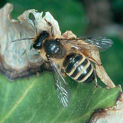 Das Bild zeigt eine Erdbiene