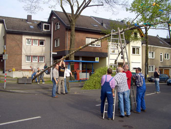 Das Bild zeigt den Junggesellenverein Männereih Rosenhügel beim Aufstellen ihres Maibaumes