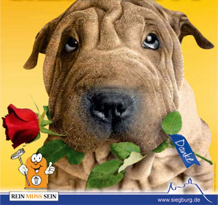 Das Bild zeigt einen Hund mit roter Rose in der Schnauze