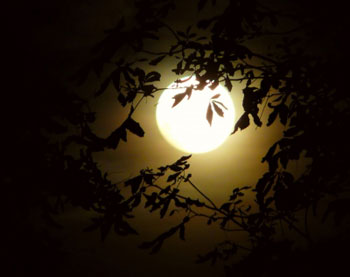 Das Bild zeigt den Mond mit Blick aus dem Wald