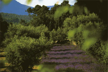 Das Bild zeigt ein Stück Landschaft in der Toskana