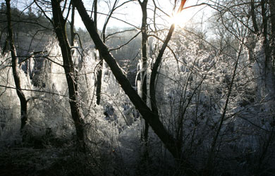 Das Bild zeigt winterliche Bäume