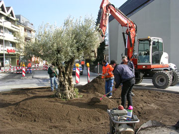 Der neue Olivenbaum wird im Stallberger Kreisel gepflanzt