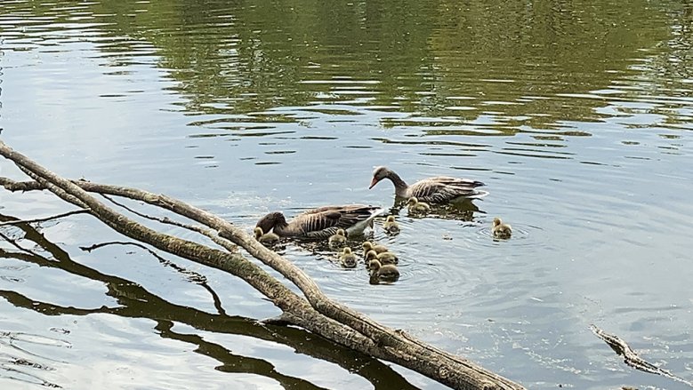 Gänsefamilie am Trerichsweiher Gänsefamilie am Trerichsweiher