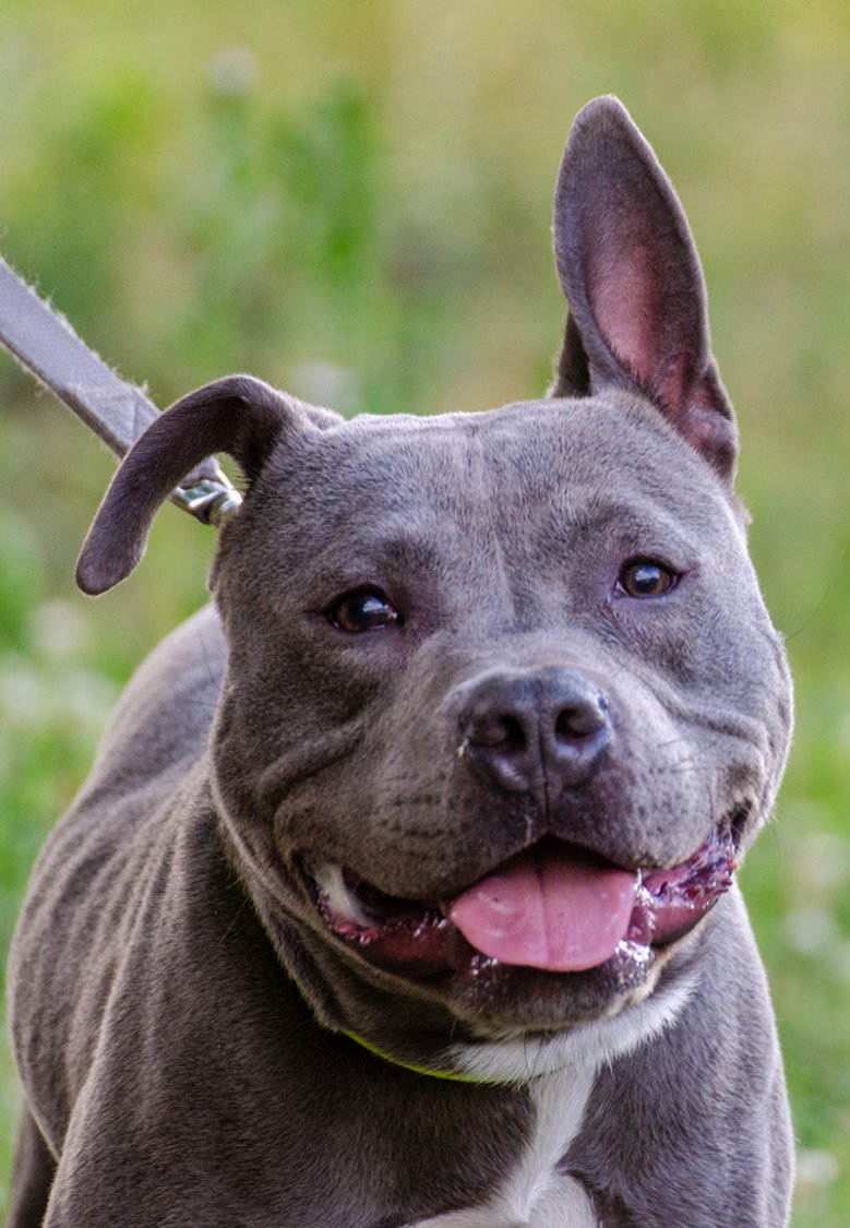 2020-08-01_hund-dias.jpg Der Hund Dias