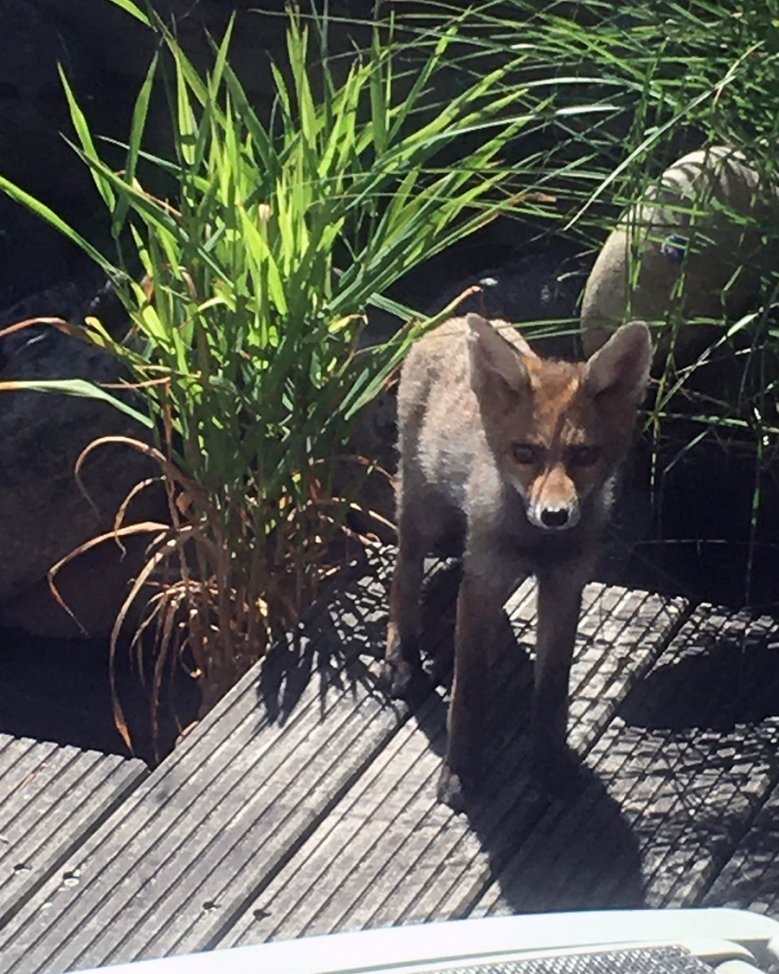 2020-08-04_fuchs-georg-schaletzki-.jpg Ein Fuchs auf der Terrasse