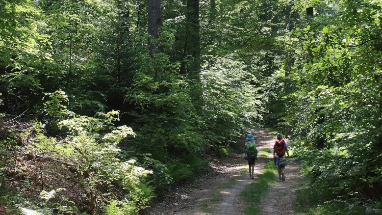 2020-08-06-holzweg.jpg Holzweg