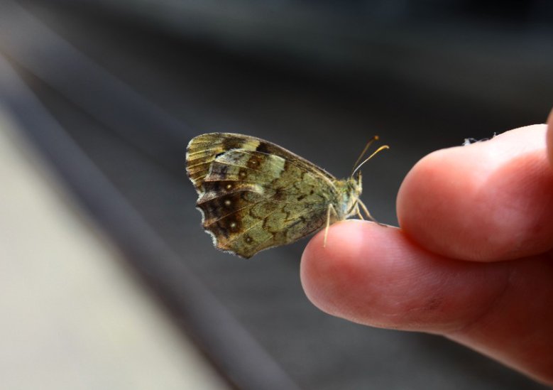 2020-08-05_schmetterling-ma-schmiedel.jpg Schmetterling