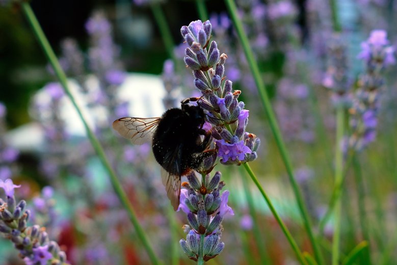 2020-08-08_holzbiene-juergen-spengler.jpg Holzbiene