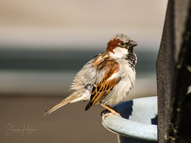 2020-08-14_spatz-janina-hagen.jpg Spatz