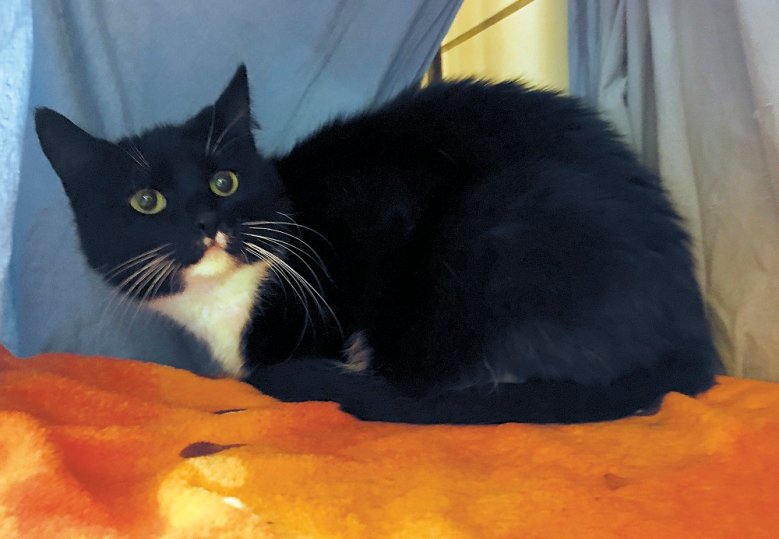 2020-08-29_tierheim-Luna Schwarze Katze mit weißer Brust