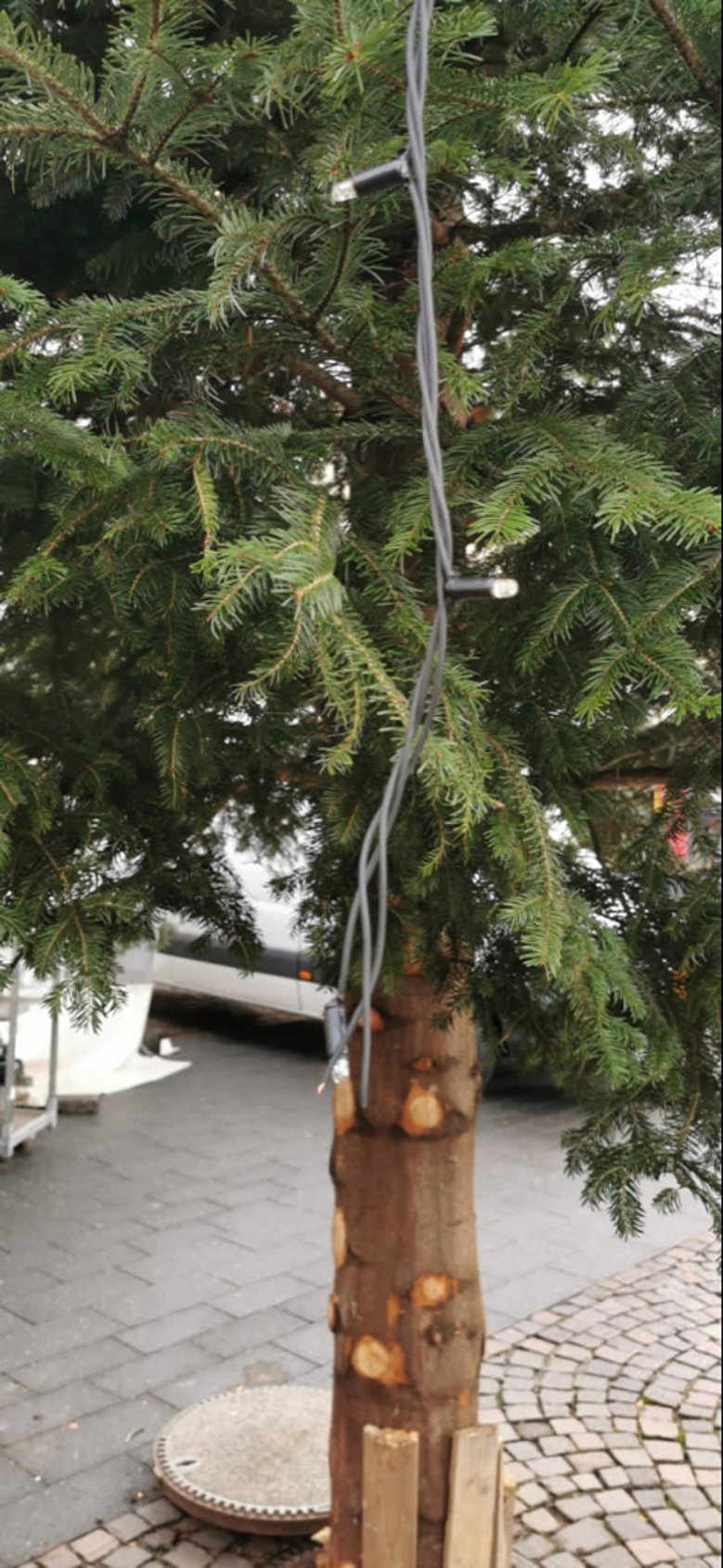 Weihnachtsbaum Der Weihnachtsbaum auf dem Markt