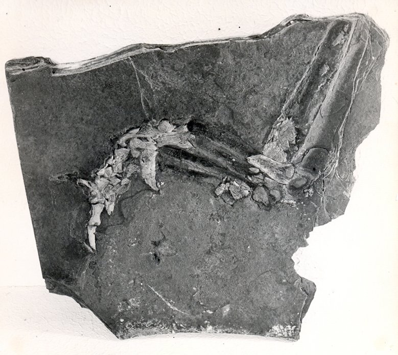 Krokodilsfuß Krokodilsfuß, 25 Millionen Jahre alt, Ausstellung der Fossilien im Stadtmuseum Siegburg