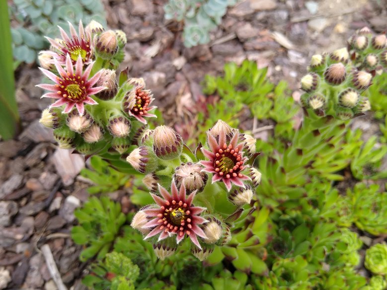 2020-07-01_sempervivum-sigrid-viedebantt.jpg Sempervivum