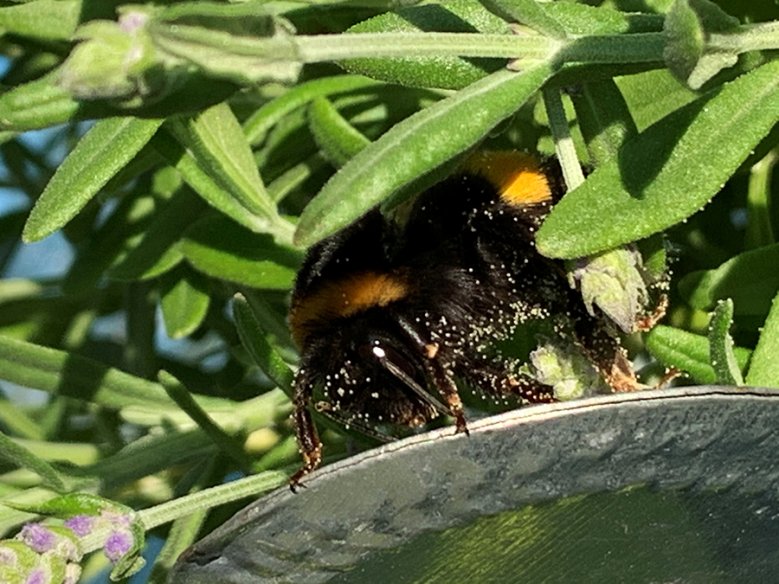 2020-07-25_nah-dran-hummel-in-lavendel-(michael-peifer).jpg Hummel in Lavendel