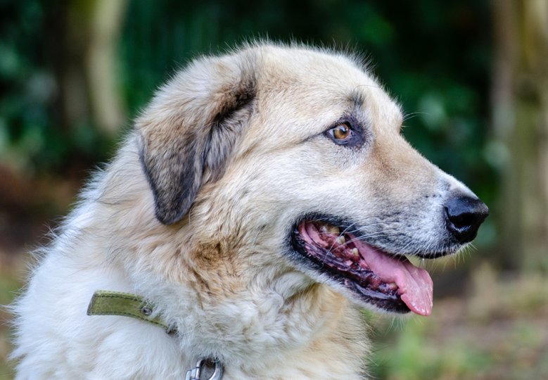 2020-07-25_tierheim-max.jpg Der Hund Max