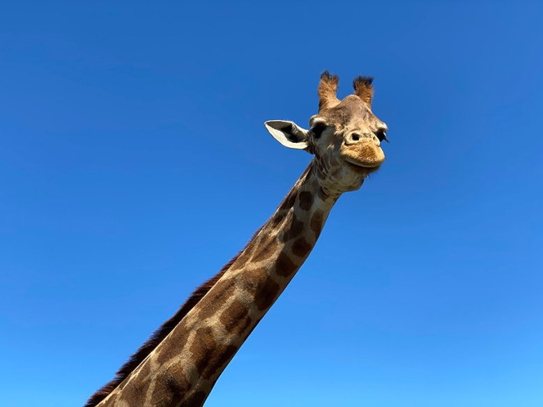 2020-07-26_nah-dran-giraffe-ostrominski.jpg Giraffe