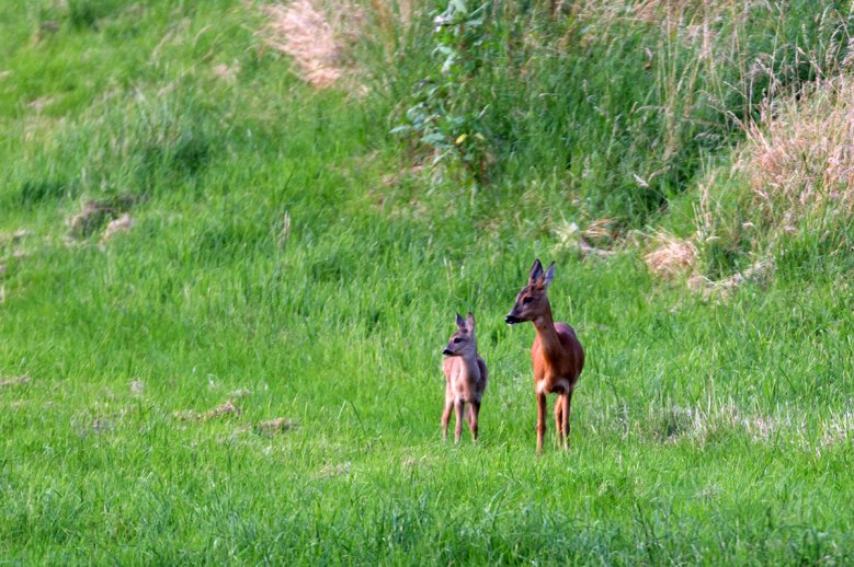 2020-06-18_nabu.jpg Rehe auf einer Lichtung