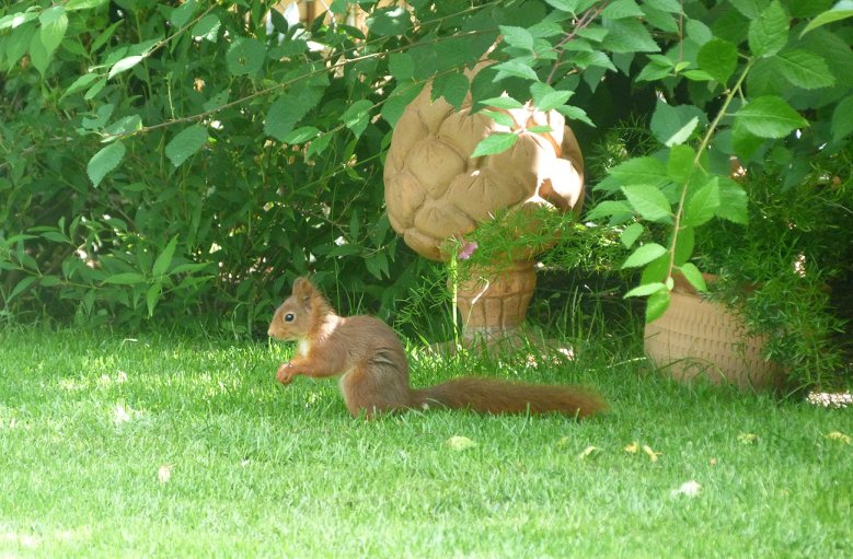 2020-06-21_eichhoernchen-alexandra-dettmann.jpg Eichhörnchen