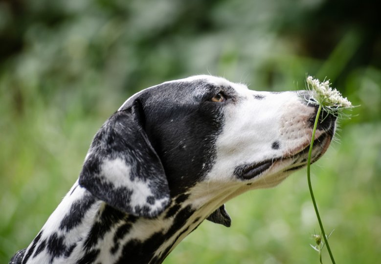 2020-06-21_tierheim-pippa.jpg Der Hund Pippa