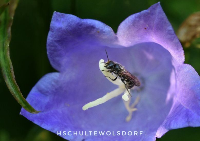 2020-06-23_wildbiene-heidrun-schulte.jpg Wildbiene