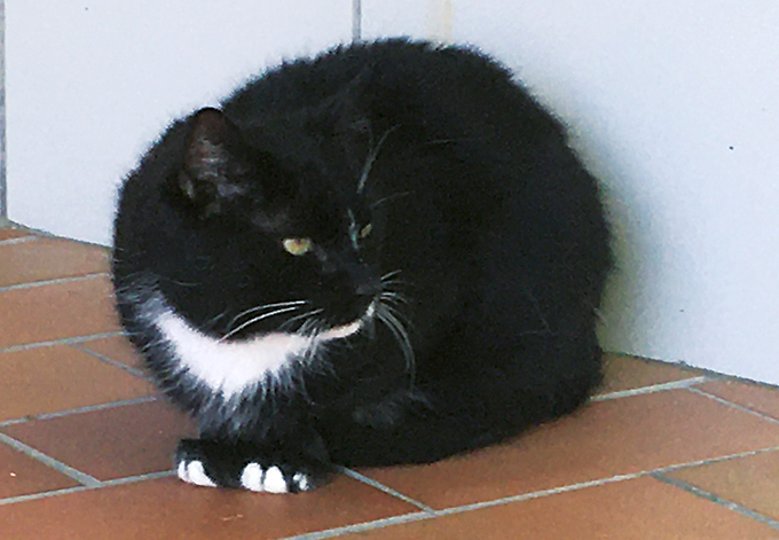 2020-06-28_Unge.jpg Die Katze Unge