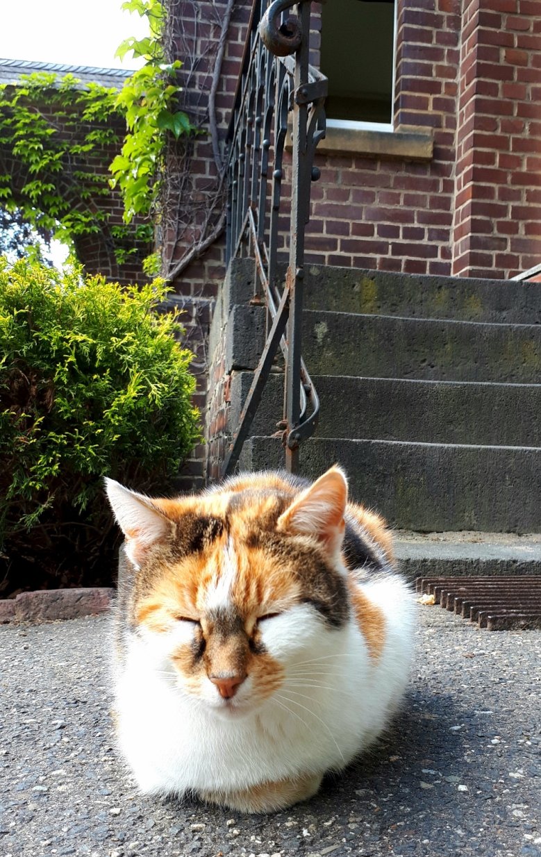 2020-05-14_Friedhofskatze-Claudia Struecker Katze mit geschlossenen Augen vor einer Treppe