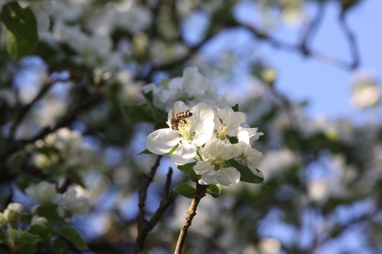 2020-05-15_Biene im Apfelbaum_Kaspar Tuchel Honigbiene an einer weißen Apfelbaumblüte