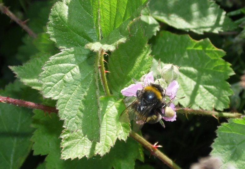 2020-05-17_Hummel_Martina Wolber-Reichel Hummel an einer Brombeerblüte