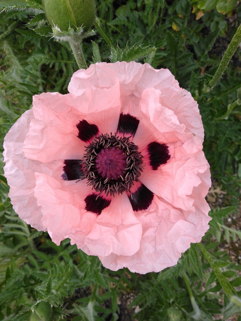 2020-05-25_Mohnblüte_Monika Roeggener-Drohsel Mohnblüte
