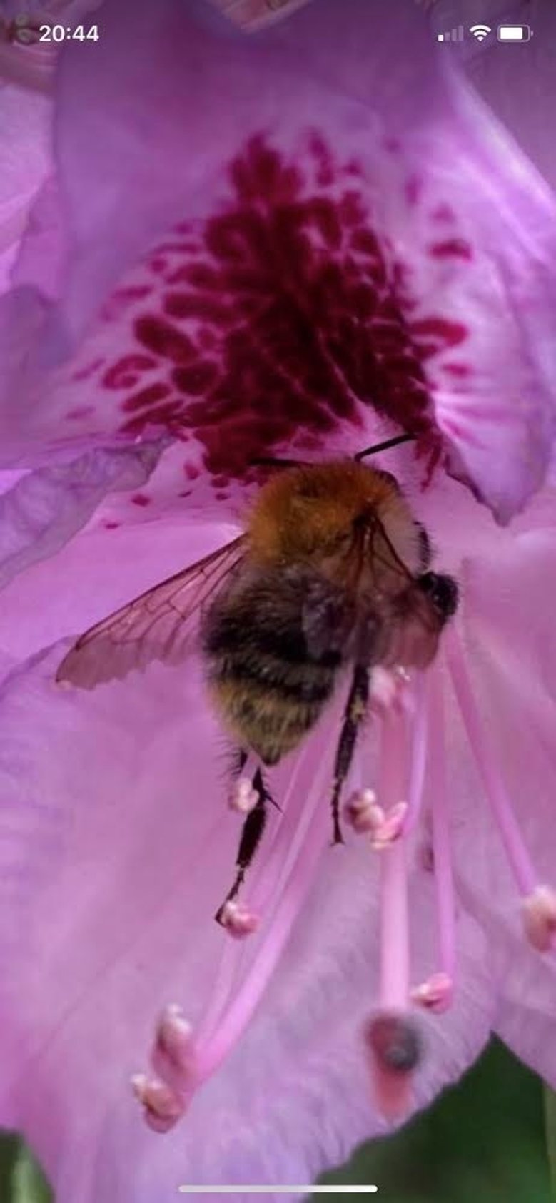 2020-05-27_Hummel_Anita Rauscher Hummel in Azaleenblüte