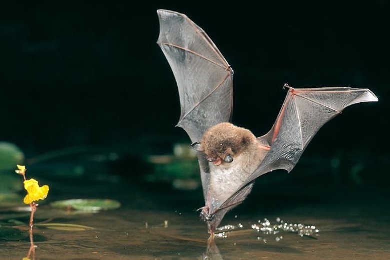 2020-05-27_Wasserfledermaus-C Dietmar Nill Wasserfledermaus, die mit ihrem Schwanz im Wasser jagt