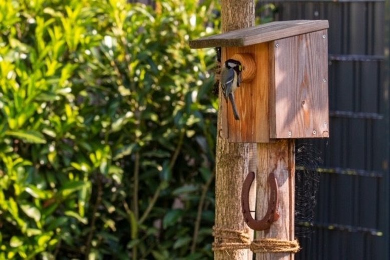 2020-05-30_kohlmeise-peter-opitz Kohlmeise am Eingang zum Vogelhäuschen