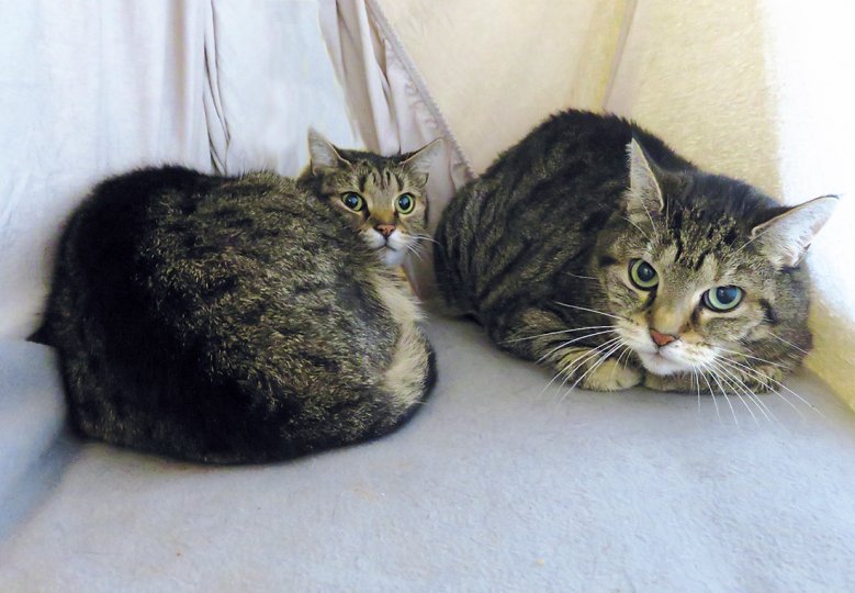 2020-11-01_tierheim-carlos-und-kira.jpg Carlos und Kira