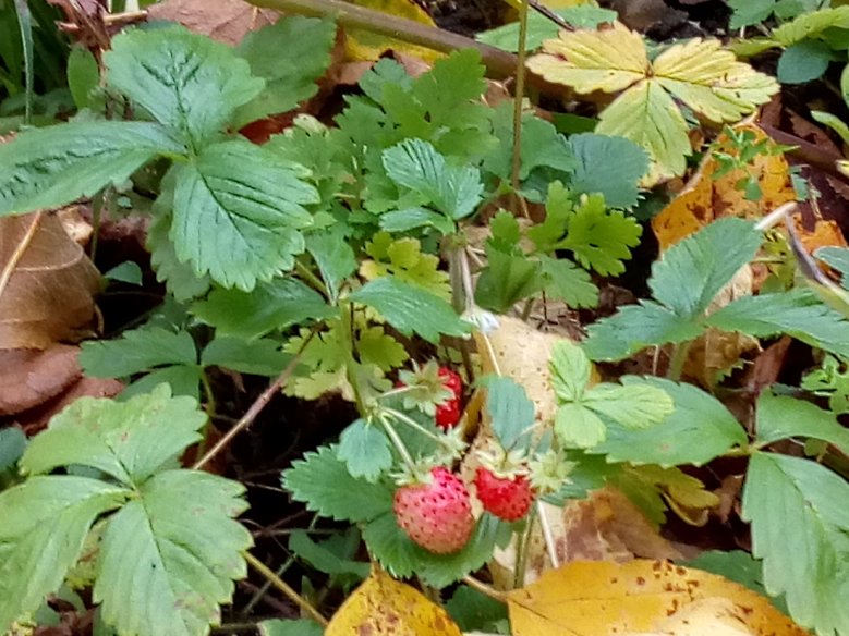2020-11-03_erdbeeren-luise-hinterkausen.jpg Erdbeeren im November