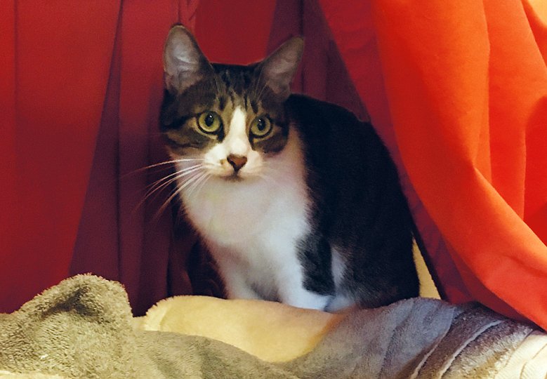 2020-11-15_tierheim-kimba.jpg Die Katze Kimba