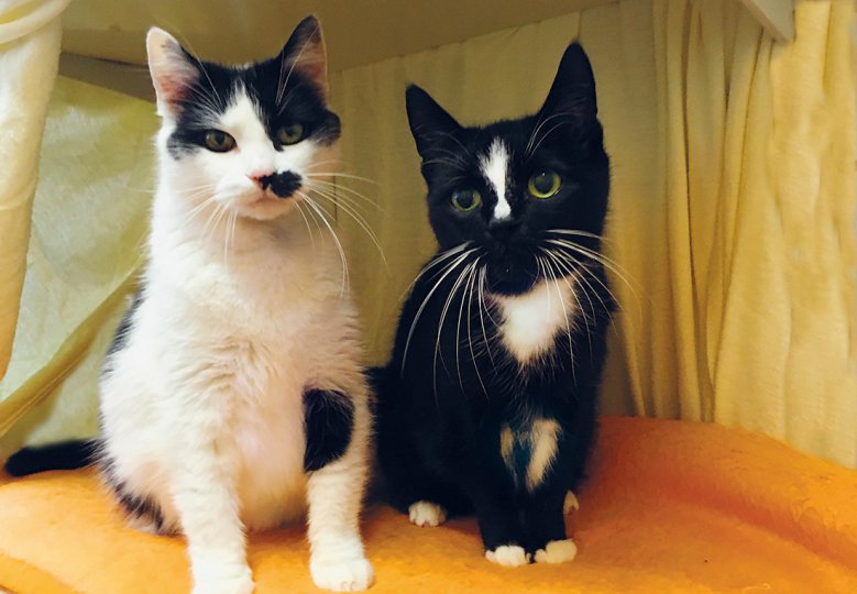2020-11-21_tierheim-gisma-und-tammy.jpg Die Katzen Gisma und Tammy