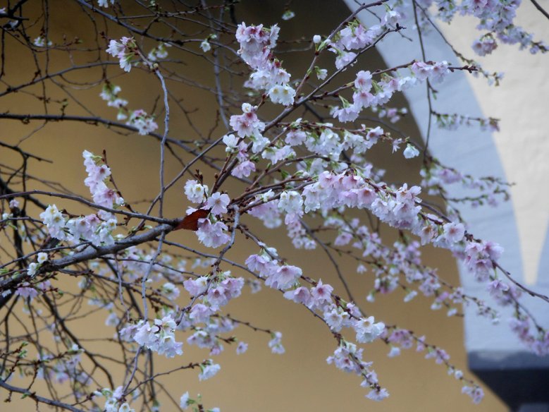2020-11-24_novemberbluete-herbert-kramarczyk.jpg Novemberblüte an der Abtei