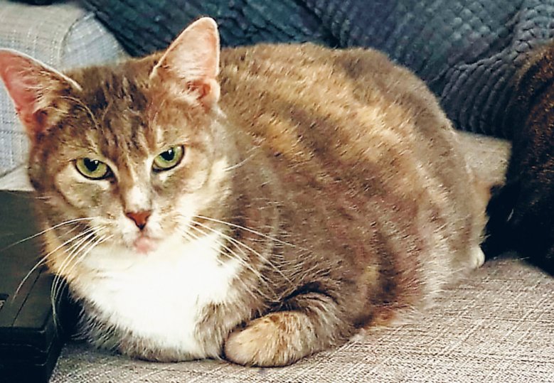 2020-11-29_tierheim-raphaela.jpg Die Katze Raphaela