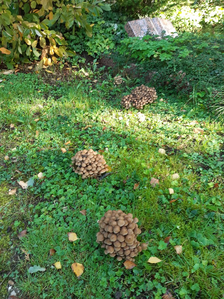 2020-10-13_pilze-nordfriedhof.jpg Pilze auf dem Nordfriedhof