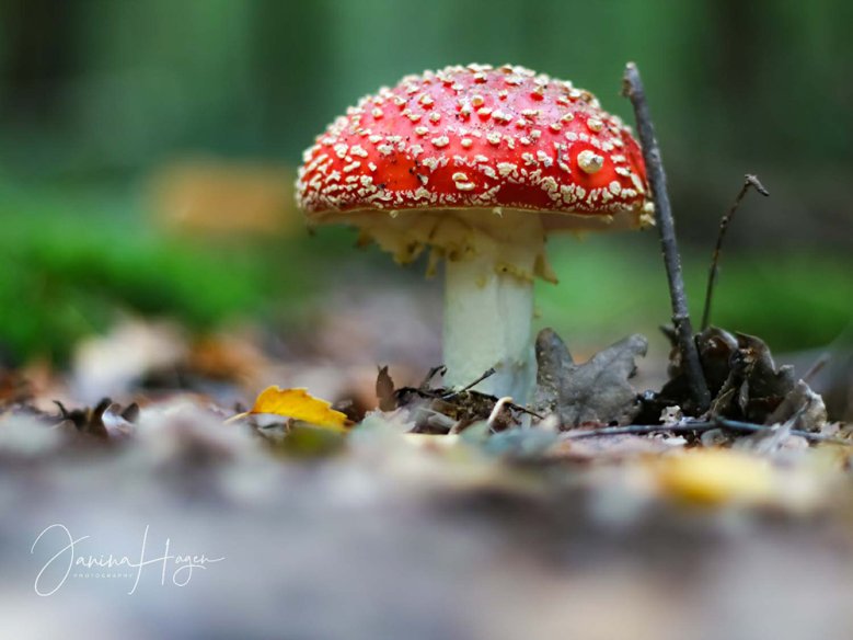 2020-10-17_fliegenpilz-hagen.jpg Fliegenpilz