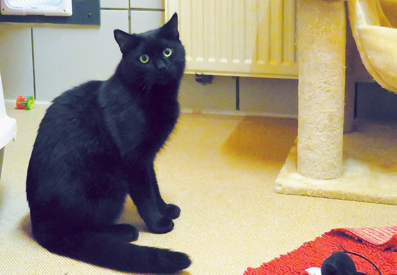 2020-10-17_panjo.jpg Kater Panjo
