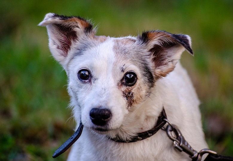 2020-10-18_Pewee.jpg Der Hund Pewee