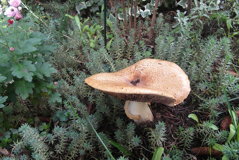 2020-10-28_pilz.jpg Flacher brauner Pilz von 17 cm Durchmesser
