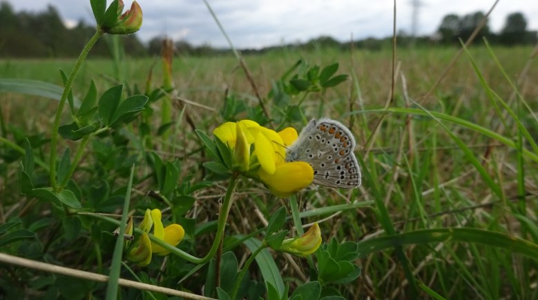 2020-09-02_blaeuling-maschmiedel Schmetterling auf gelber Blüte