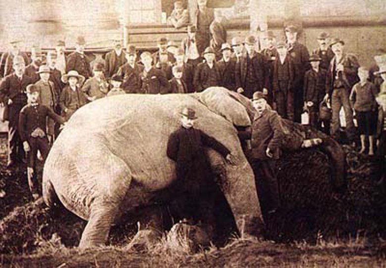 2020-09-15_jumbo_dead.jpg Weltberühmter Zirkuselefant Jumbo wurde beim Umladen in Ontario von einer Lokomotive erfasst