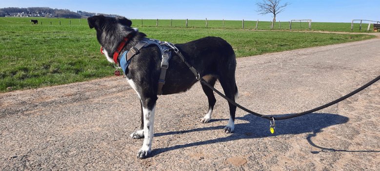 Hund an der Leine - Helen Fritzen Hund an der Leine