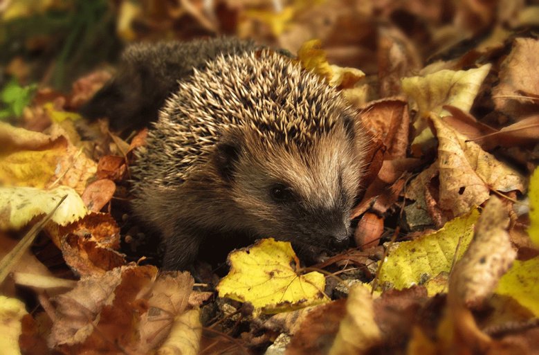 Igel-Dr. Manuela Giannetti Ein Igel im trockenen Laub