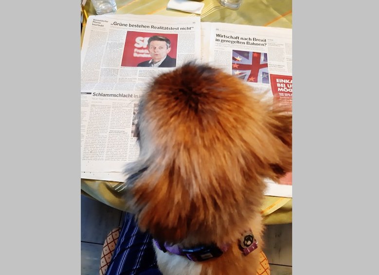 Zeitungshund Zeitungshund